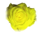 薔薇用一液くん 菜の花色 (1)