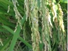 自然りずむ米（白米 2kg）【R5年度米】 (1)